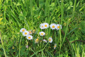 Natural Bellis Perennis Macro Photo