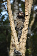 Small black-tufted marmoset looking for food in remnants of Atlantic forest, in Curitiba, Paraná, Brazil.