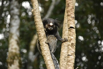 Naklejka premium Small black-tufted marmoset looking for food in remnants of Atlantic forest, in Curitiba, Paraná, Brazil.