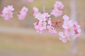 北海道の桜