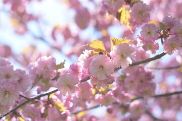 北海道の八重桜