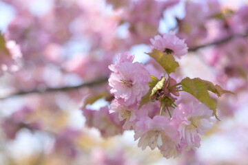 北海道の八重桜