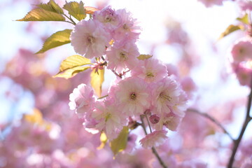 北海道の八重桜