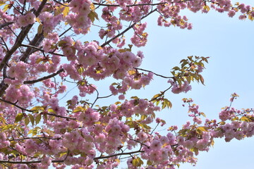 北海道の八重桜