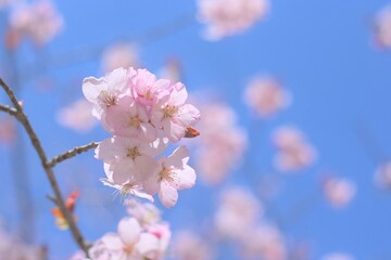 北海道のソメイヨシノ