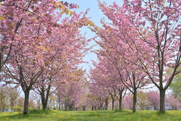 Naklejka premium 北海道の八重桜並木