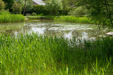 Garden pond with aquatic plants and water and lots of vegetation in green nature