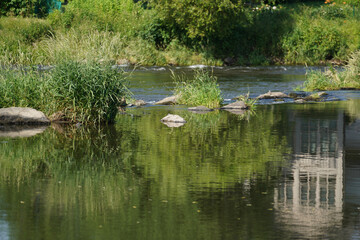 Garden pond with aquatic plants and water and lots of vegetation in green nature