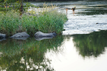 Garden pond with aquatic plants and water and lots of vegetation in green nature