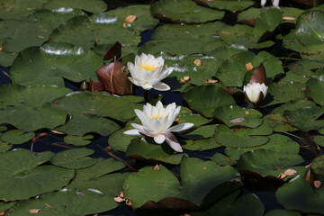 Garden pond with aquatic plants and water and lots of vegetation in green nature