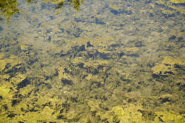 Garden pond with aquatic plants and water and lots of vegetation in green nature