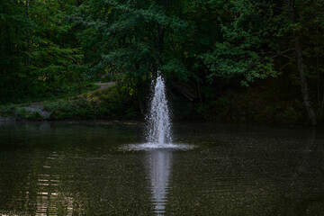 Garden pond with aquatic plants and water and lots of vegetation in green nature