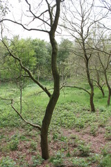 Obraz premium Cloudy sky with beautiful natural forest landscape panorama Germany.