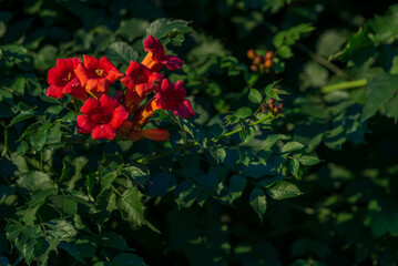 Close-up of trumpet vine (Campsis radicans) with details of flowers and foliage. This climbing...