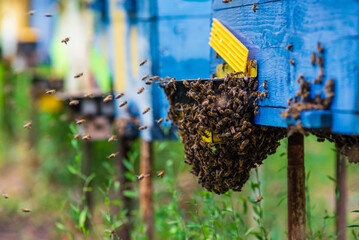 flying bees. Wooden beehive and bees. A beehive from a tree stands on an apiary. The houses of the bees are placed on the green grass in the contryside. Private enterprise for beekeeping. 