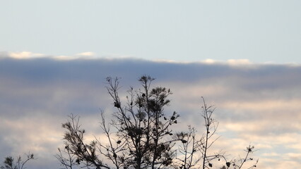 Paisaje de una tarde nubosa con la sombra de un árbol con las ramas secas 