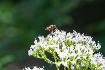 Insect seeks nectar on white flower
