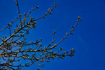 birds on a branch