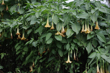 White trumpet flowers. Flowering Datura tree plant, Angel's Trumpets , Moonflowers. White trumpet shaped flowers on tropical tree plant in botanical garden. Extremely toxic
