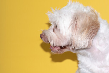 close-up front side cute white dog yellow background