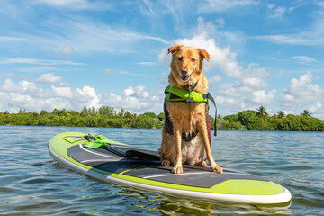 golden retriever sitting on a stand-up paddle board in water