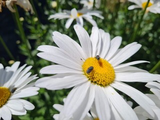 Obraz premium Flowering of daisies. Oxeye daisy, Leucanthemum vulgare, Daisies, Dox-eye, Common daisy, Dog daisy, Moon daisy. Gardening concept