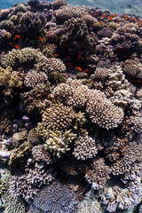 colored coral reef and fishes in the sea
