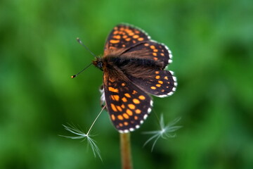 Northern Brown Argus butterfly, Latin name Plebeius artaxerxes on a green leaf.