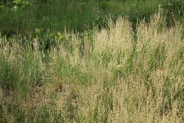North German meadow forest grass moss nature landscape panorama Germany.