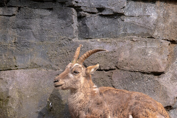 Alpine Ibex At Amsterdam The Netherlands 30-3-2022