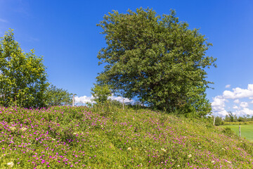 Fototapeta premium Blooming meadow in a beautiful summer landscape