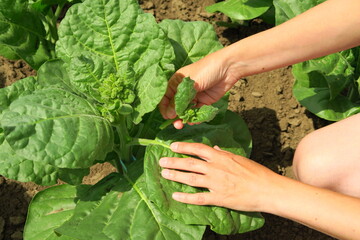 pasching tobacco on a tobacco farm. woman removes side shoots on tobacco