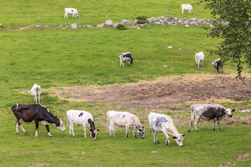 Obraz premium Green Meadow with grazing fjäll cattle