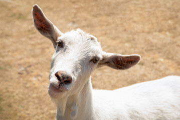 Obraz premium Close-up of a white goat