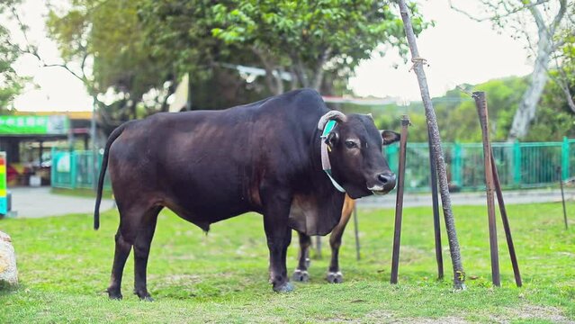 A stationary footage of two cows wandering around the park. The black cow is looking afar while it licks its nose  and wiggle its ears. They seem to be happy and feeling safe around the area.