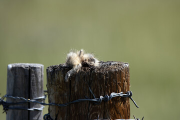 A dead White-tailed Prairie Dog rests atop a post where it was eaten by a bird of prey