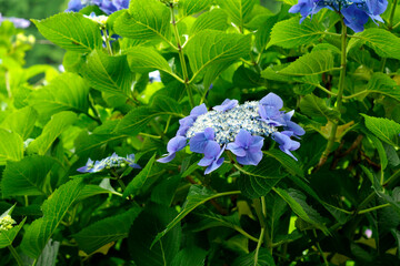 筑波山の紫陽花