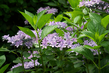 筑波山の紫陽花