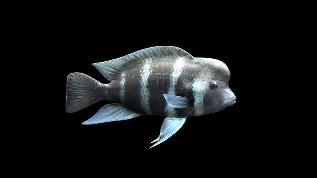 Frontosa Fish – Cichlids animation.Full HD 1920×1080.8 Second Long.Transparent Alpha video.LOOP.