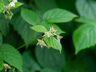 A raspberry plant with some flowers on it