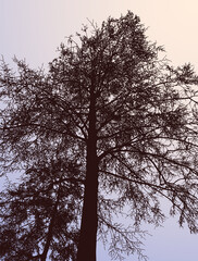Nature background of silhouette bare deciduous trees in winter forest