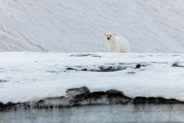 Shot in Svalbard may 2022, polar bear mother and cub eating a reindeer and walking down the shore