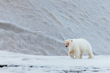 Fototapeta na wymiar Shot in Svalbard may 2022, polar bear mother and cub eating a reindeer and walking down the shore