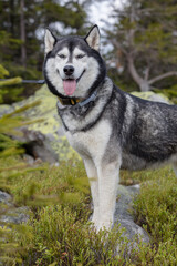 Portrait of a blue eyed beautiful smiling Siberian Husky dog with tongue sticking out in the forest background