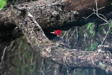 Vogel mit rotem Kopf im Baum 