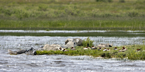 Flock of Canvasback Ducks on a windy lake at Arapaho National Wildlife Refuge in Colorado