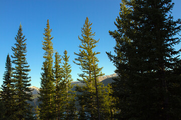 Evergreen trees, blue water, and Rocky Mountains at Turquoise Lake in Colorado