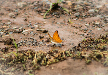 Orangener Schmetterling 
