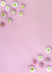 Daisy flowers on a pink background. Holiday. wedding. Birthday. A flat copy space with a top view. Minimal concept.