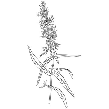 purple loosestrife, Lythrum salicaria, vector drawing wild plant isolated at white background , hand drawn botanical illustration